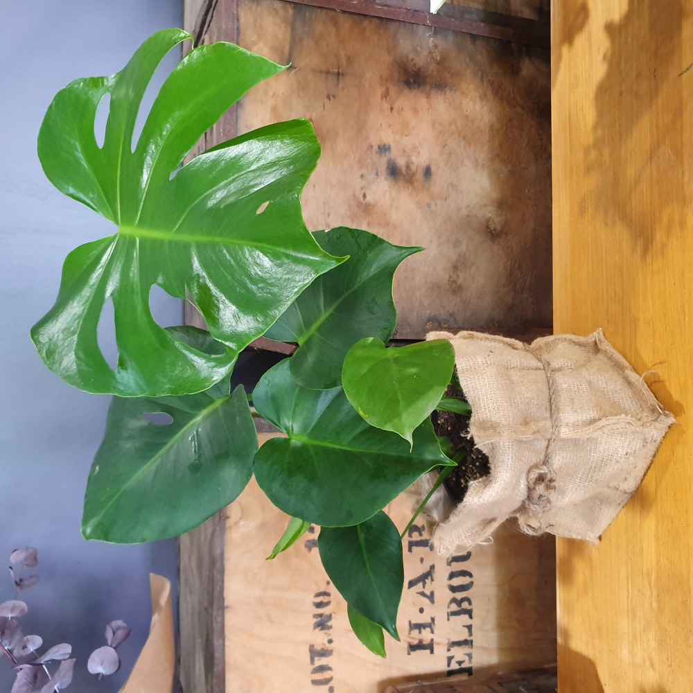 Monstera Plant