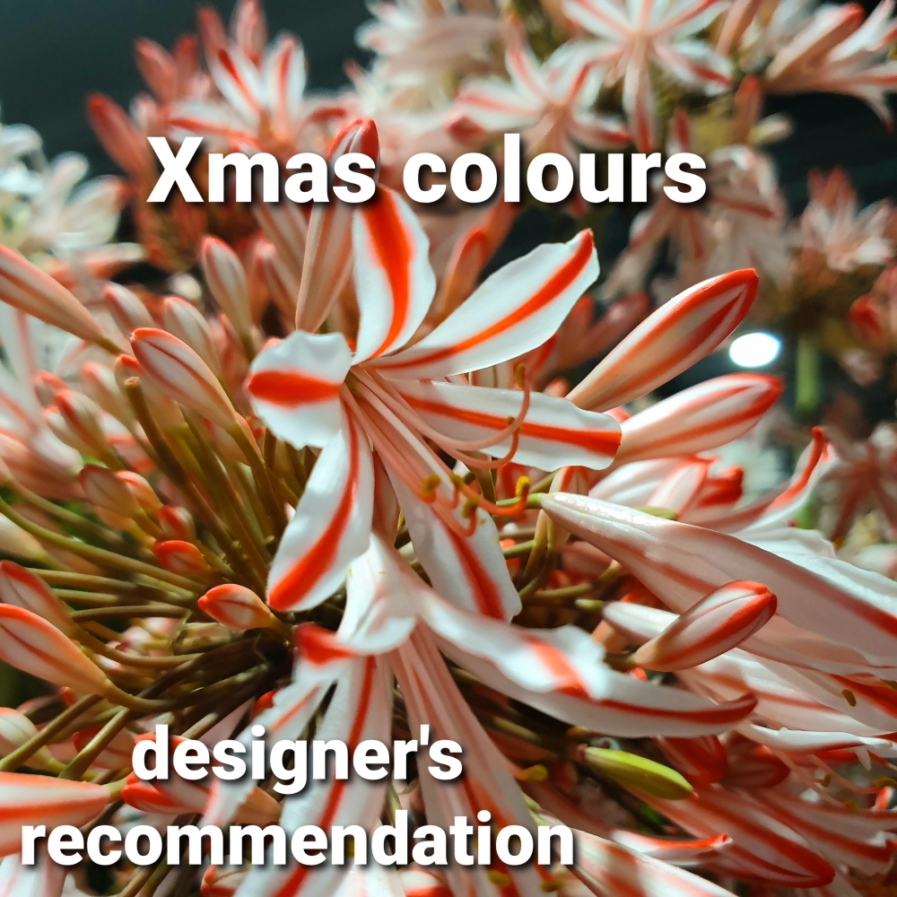 Christmas colours