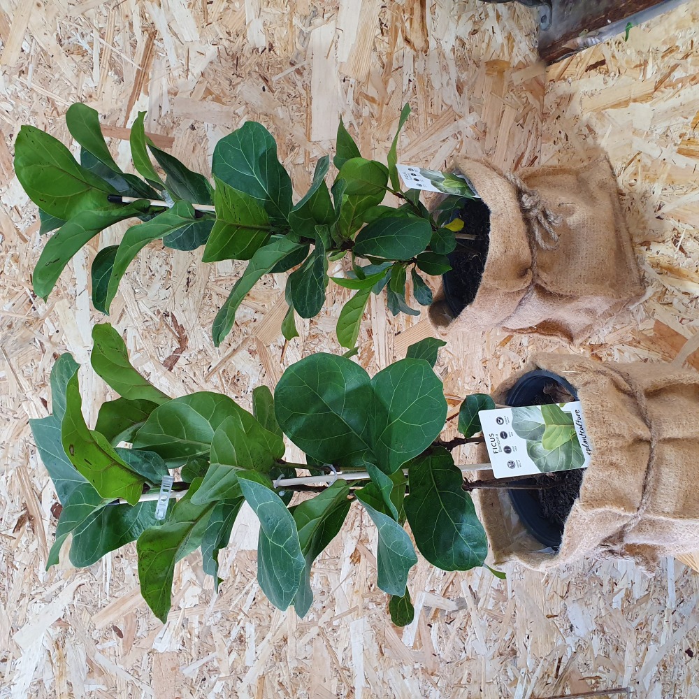 Baby fig