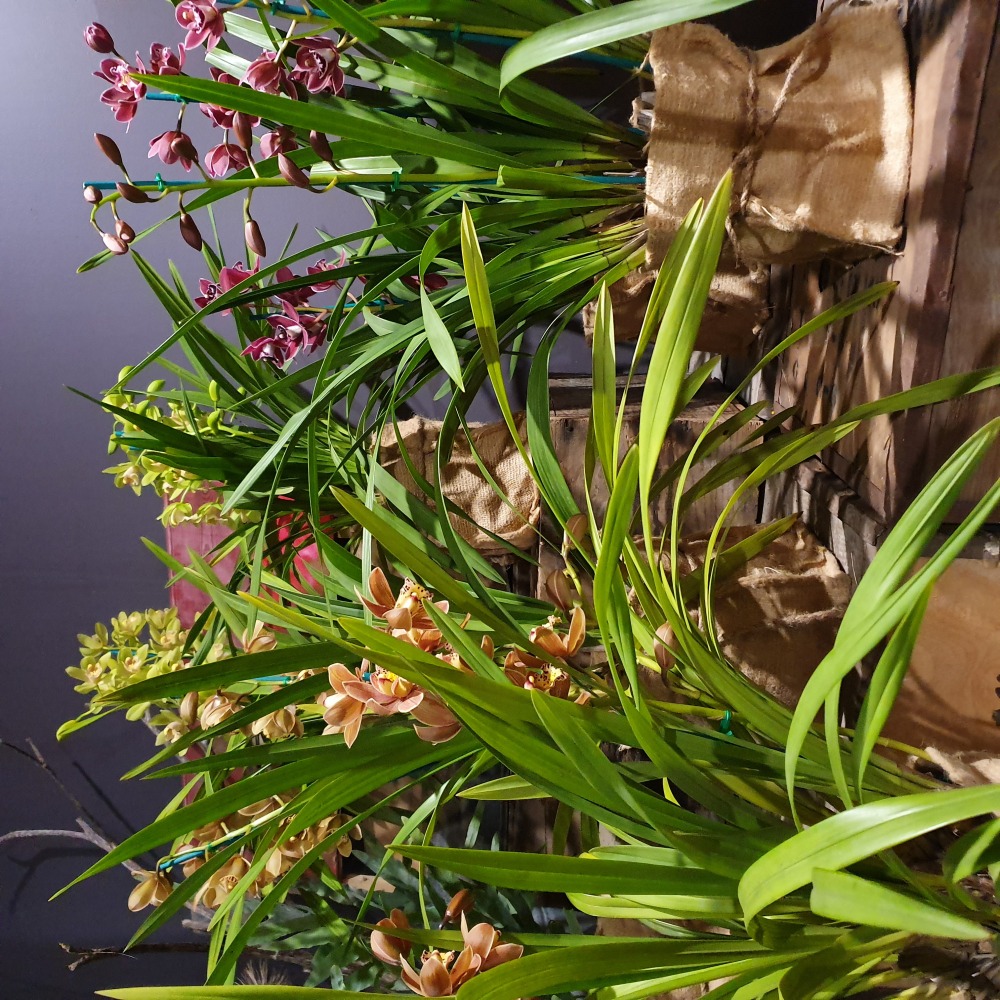 Winter Orchid
