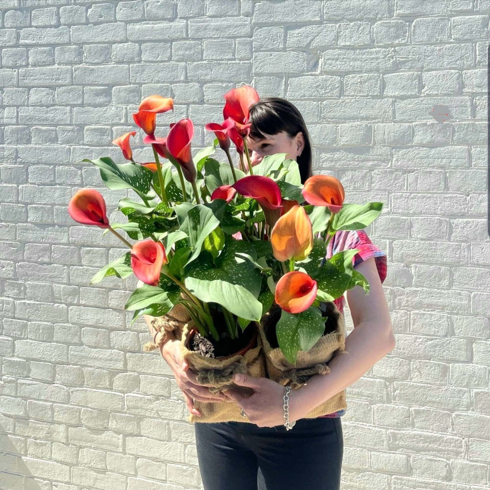 Colourful Callas 