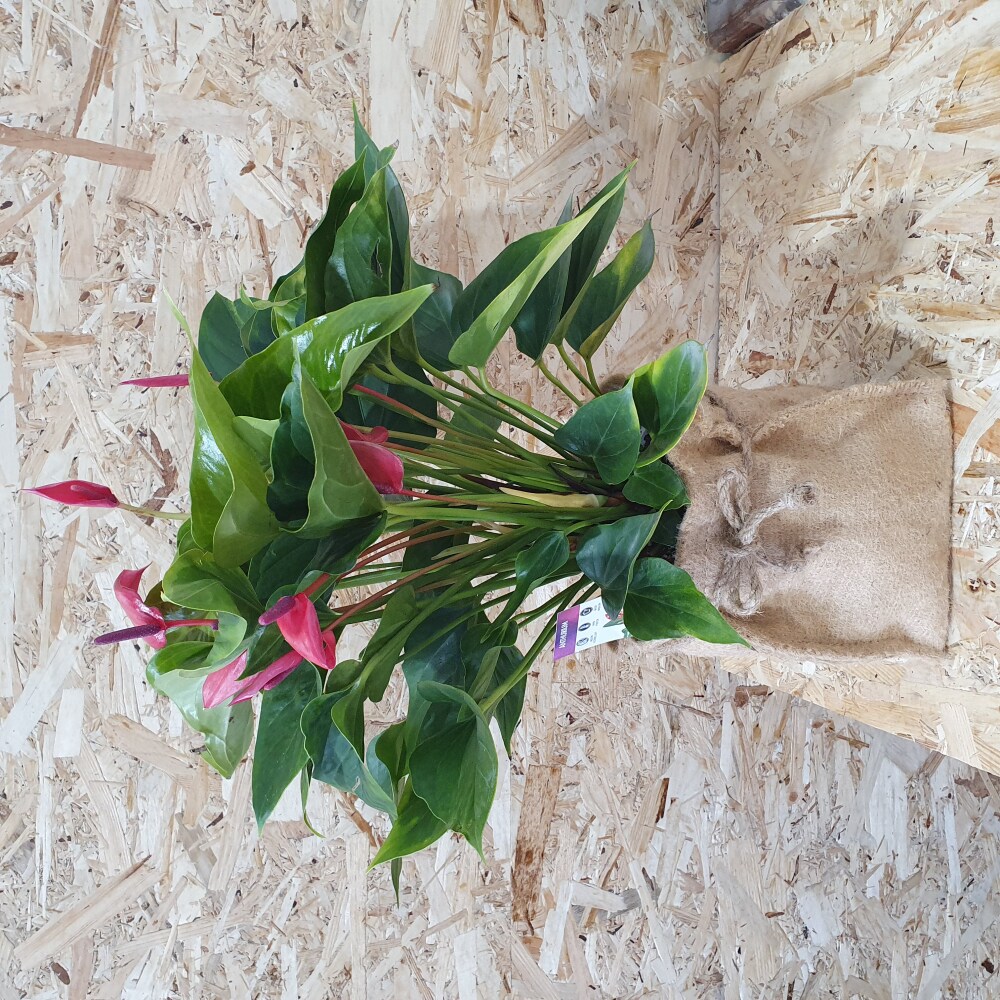 Anthurium plant