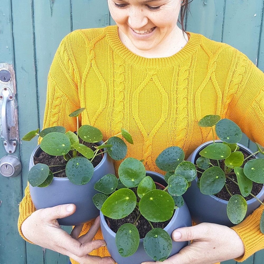 Pilea peperomioides