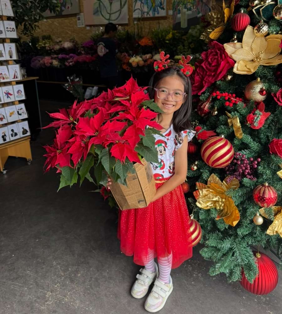 Rather large Poinsettia