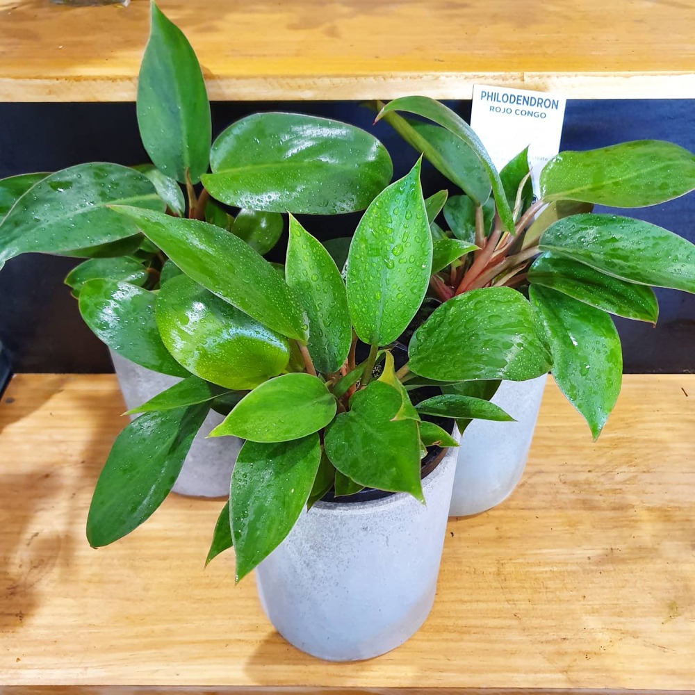 Philodendron Red Congo