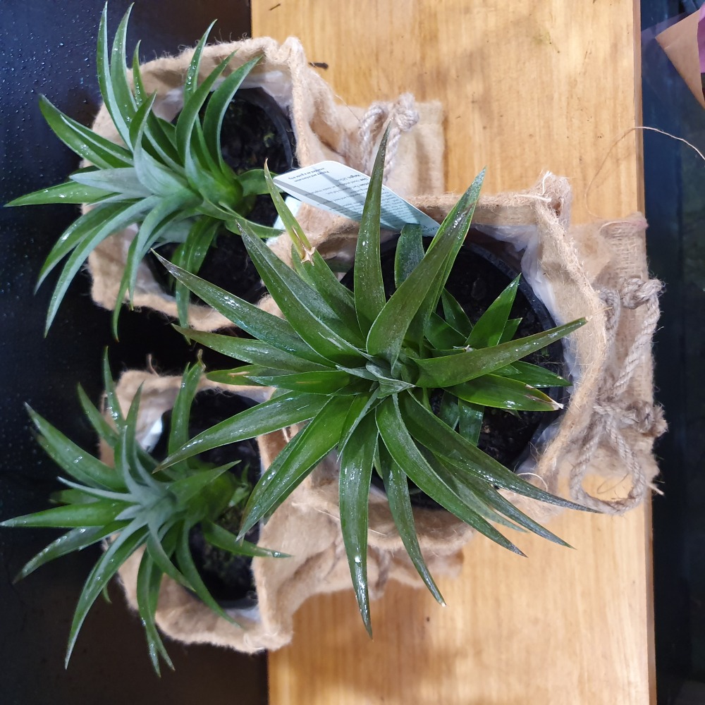 Pineapple Plant