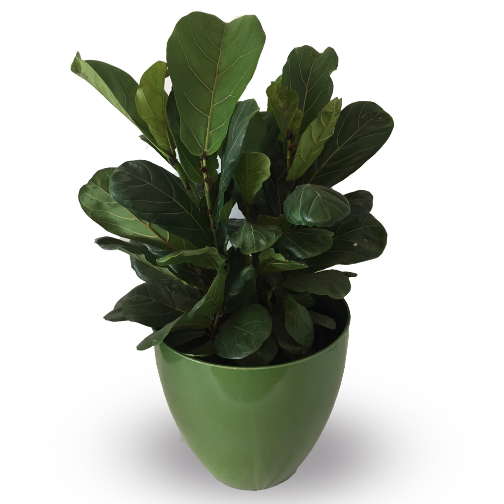 Fiddle Leaf Ficus