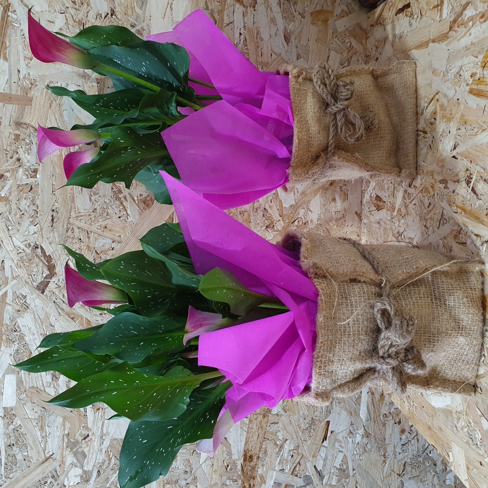 Calla Lily