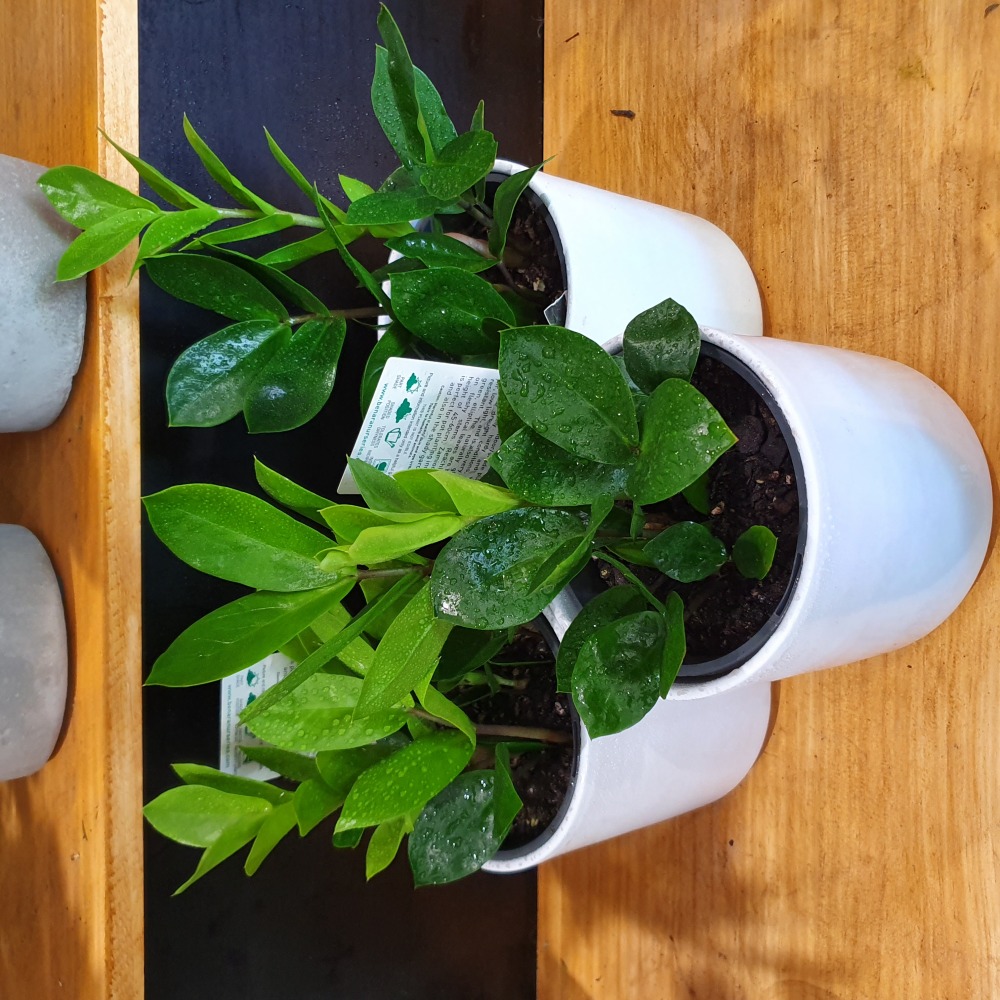 Zanzibar Gem Pot