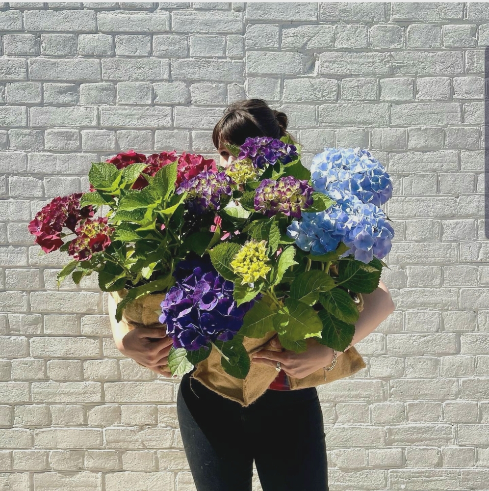 Lush Hydrangea