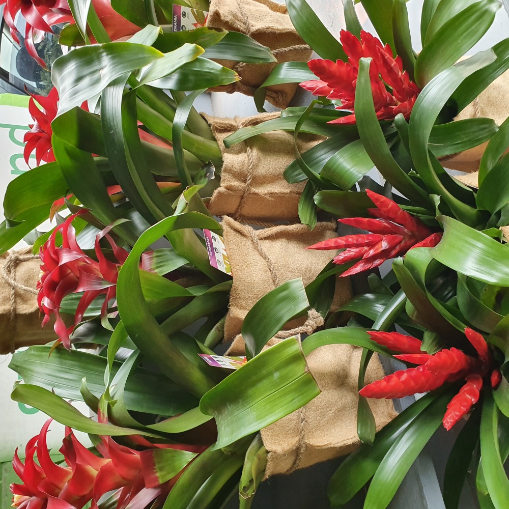 Bromeliad Plant